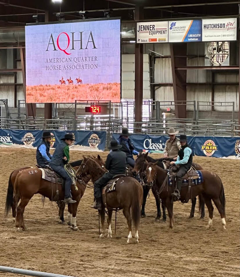 Four horses standing in arena for auction
