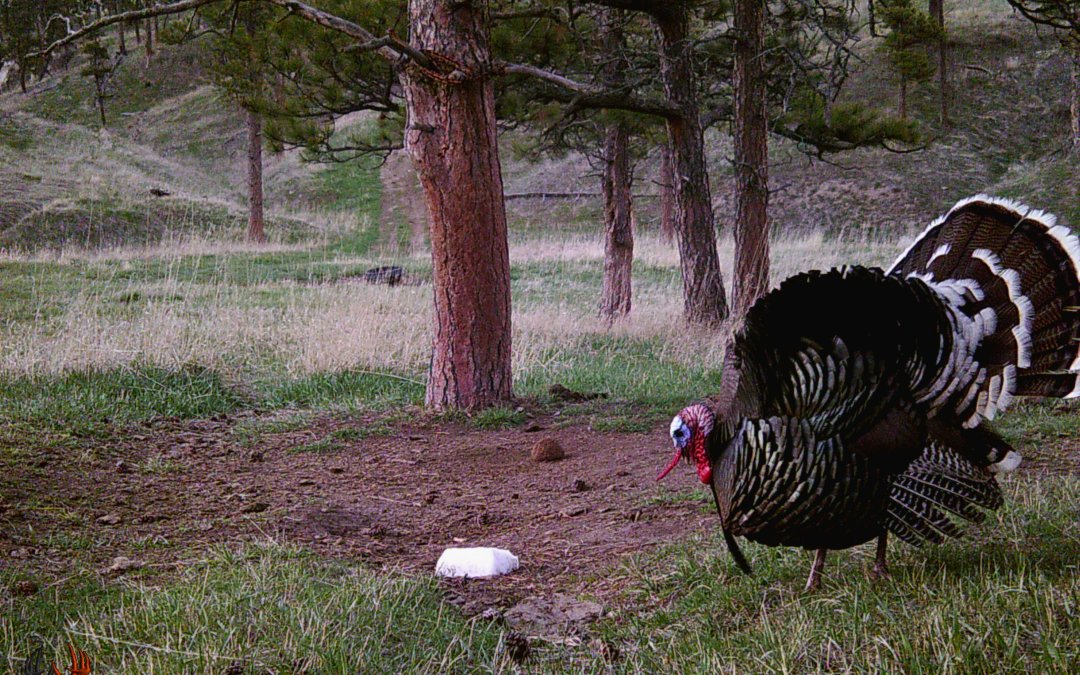 Merriam’s Turkey and the Quest for the “Grand Slam.”