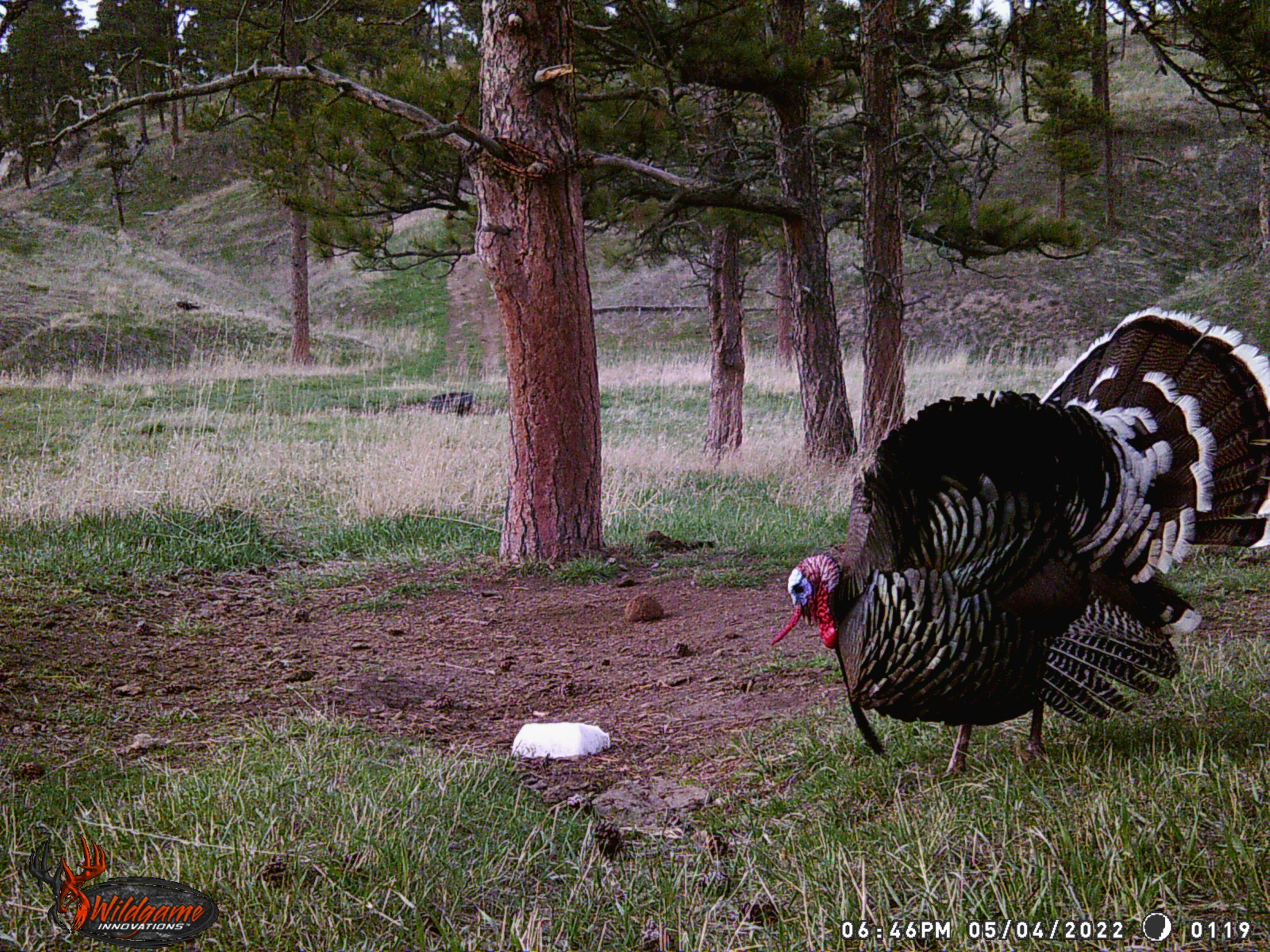 Merriam's turkey approaching salt block