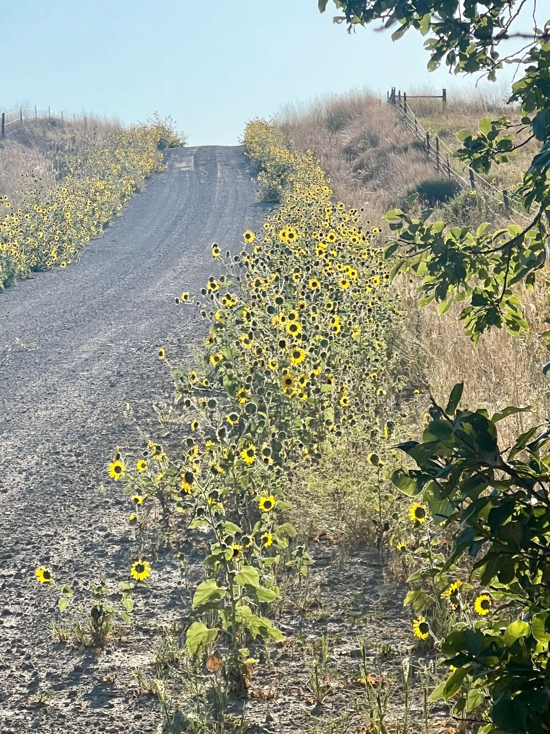 Sunflowers along the gravel road