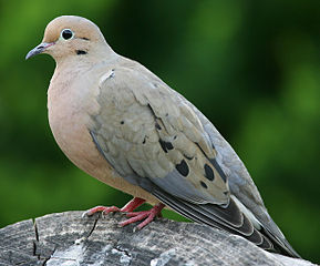 mourningdove